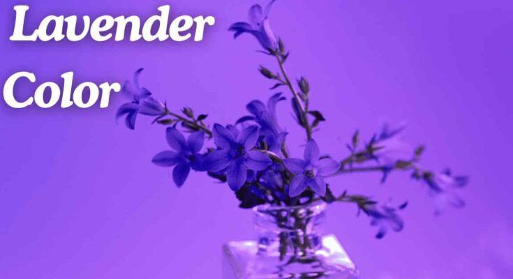 Lavender Color