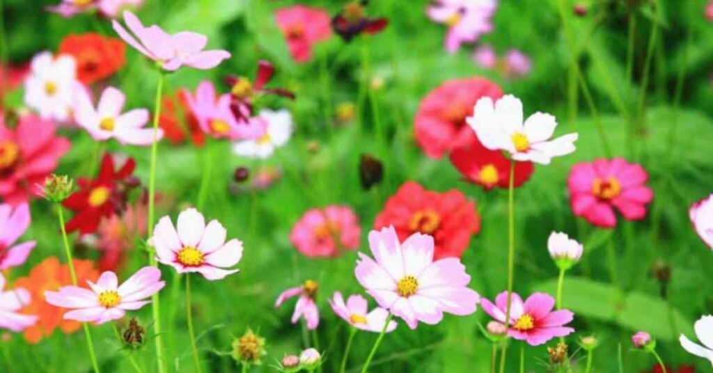 Cosmos Flower