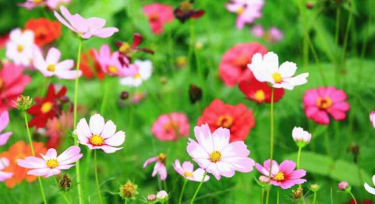 Cosmos Flower