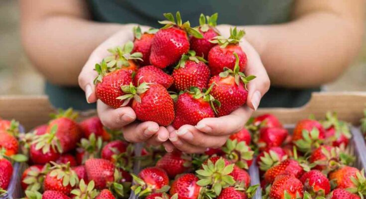 Strawberry Picking Near You