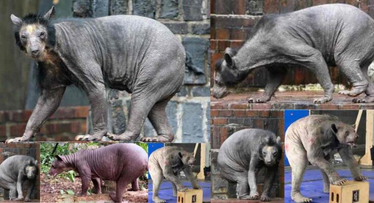 Hairless Bears