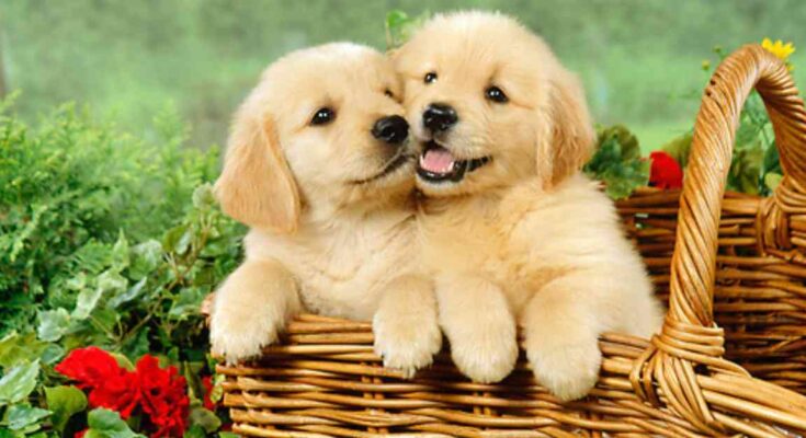 Golden Retriever Puppies